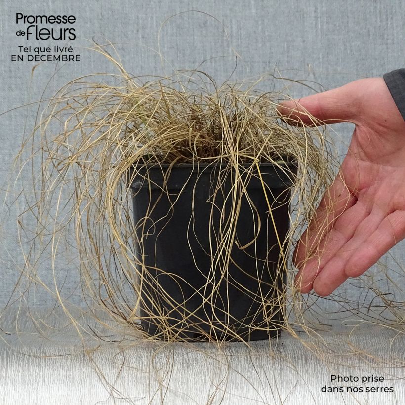 Spécimen de Sporobolus heterolepis - Sporobole à glumes inégales tel que livré en hiver