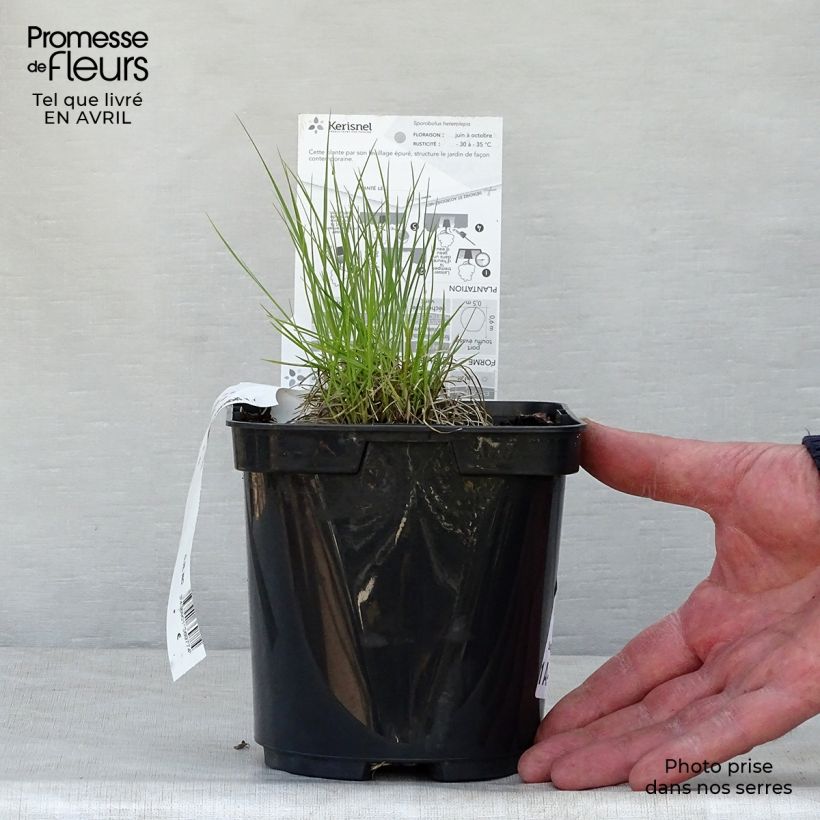 Spécimen de Sporobolus heterolepis - Sporobole à glumes inégales en pot de 2/3 litres tel que livré au printemps