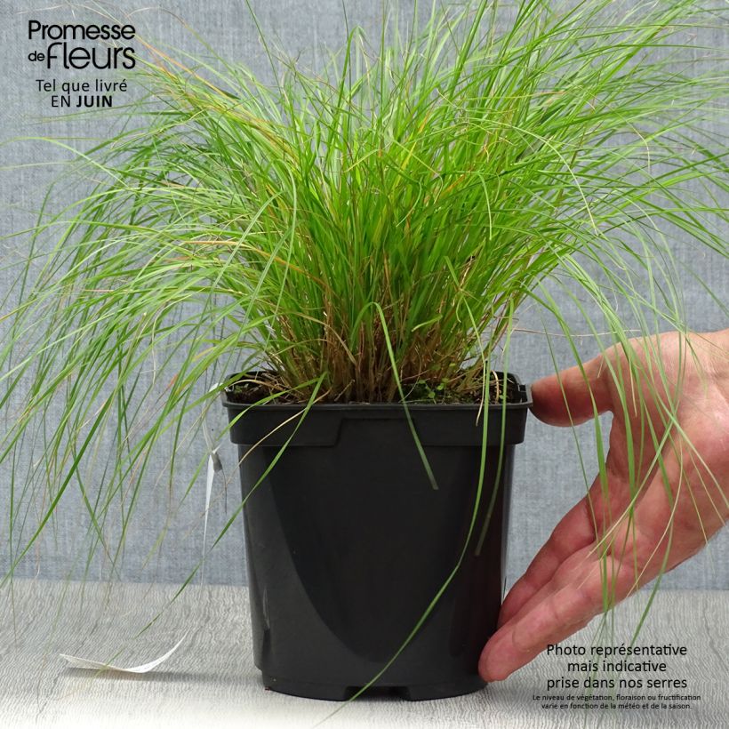 Spécimen de Sporobolus heterolepis - Sporobole à glumes inégales Pot de 2L/3L tel que livré en été