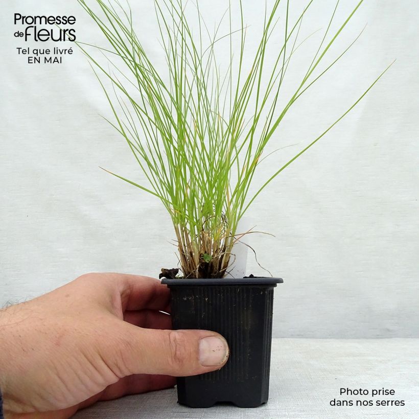 Spécimen de Sporobolus heterolepis - Sporobole à glumes inégales en godet de 9 cm tel que livré au printemps