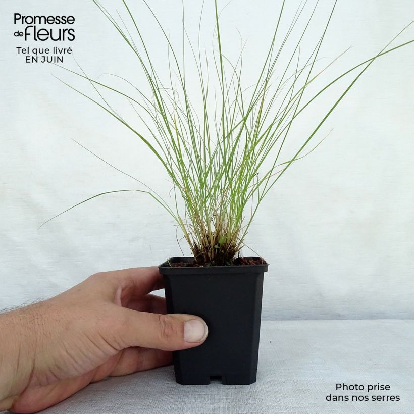 Spécimen de Sporobolus heterolepsis Wisconsin Strain - Sporobole à glumes inégales Godet de 8/9 cm tel que livré en été