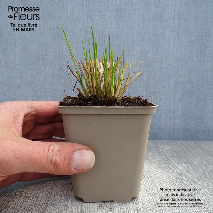Spécimen de Sporobolus heterolepsis Wisconsin Strain - Sporobole à glumes inégales Godet de 8/9 cm tel que livré au printemps