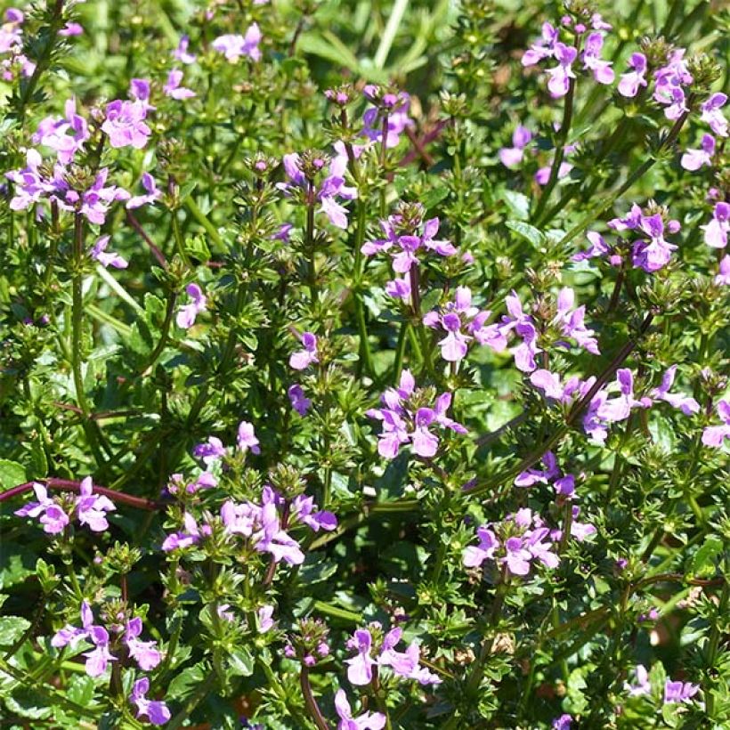 Stachys Lilac Falls (Floraison)