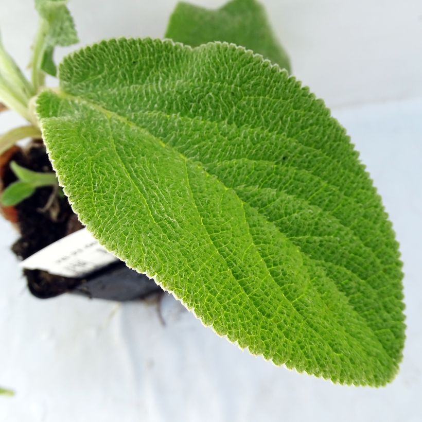 Stachys byzantina Big Ears - Oreille d'ours (Feuillage)