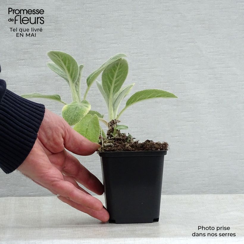 Spécimen de Stachys byzantina Big Ears - Oreille d'ours Godet de 9cm tel que livré au printemps