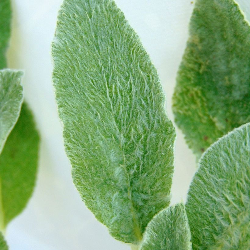 Stachys byzantina - Oreilles d'ours (Feuillage)