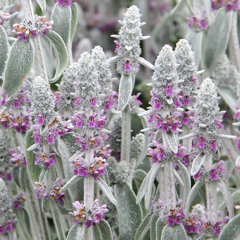 Stachys byzantina - Oreilles d'ours (Floraison)