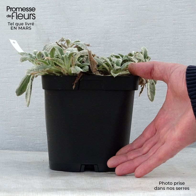 Spécimen de Stachys byzantina - Oreilles d'ours en pot de 2/3 litres tel que livré au printemps
