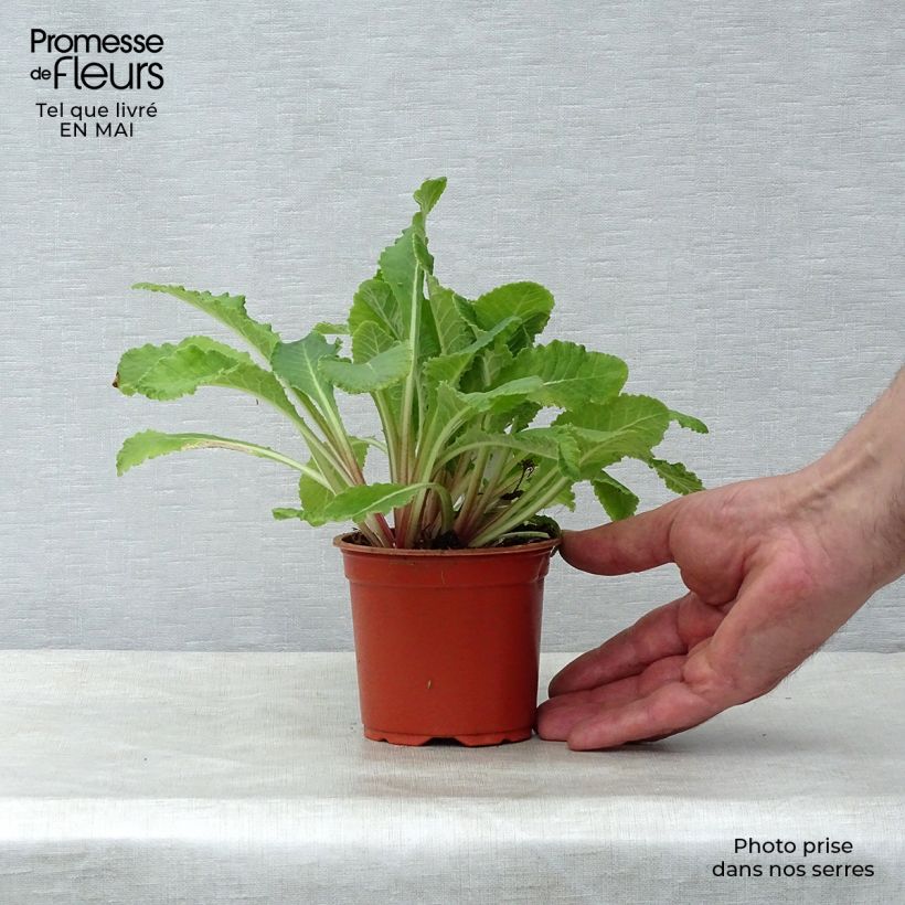 Spécimen de Stachys byzantina - Oreilles d'ours en godet de 9 cm tel que livré au printemps