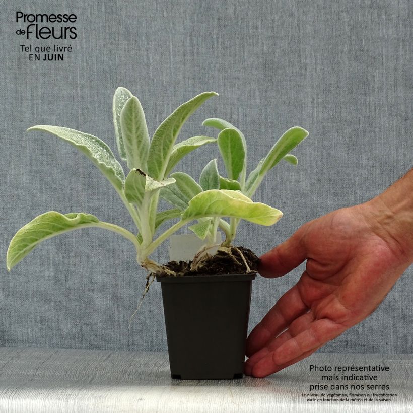 Spécimen de Stachys byzantina - Oreilles d'ours Godet de 8/9 cm tel que livré en été