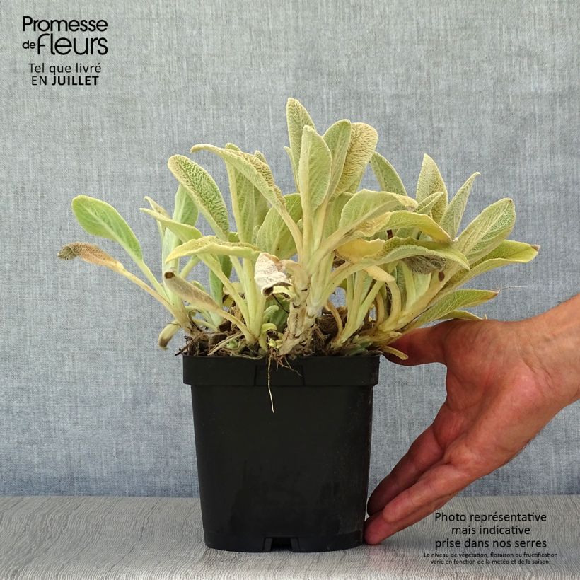 Spécimen de Stachys byzantina - Oreilles d'ours Pot de 2L/3L tel que livré en été
