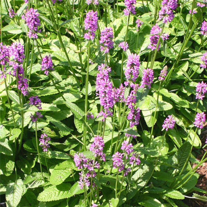 Stachys monieri Hummelo - Epiaire (Floraison)