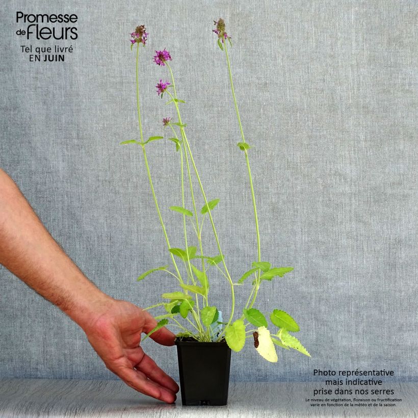 Spécimen de Stachys monieri Hummelo - Epiaire Godet de 8/9 cm tel que livré en été