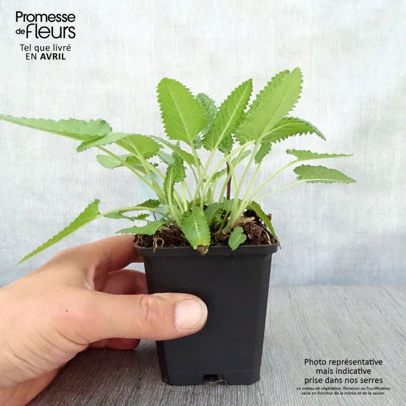 Spécimen de Stachys monieri Hummelo - Epiaire Godet de 9cm tel que livré au printemps