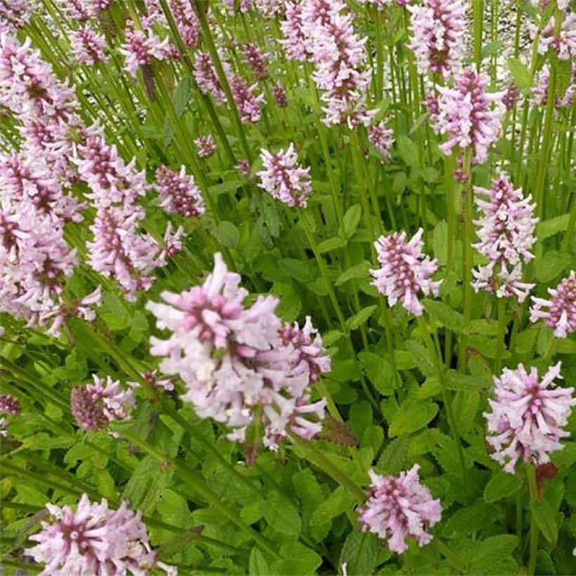 Stachys monieri Rosea - Epiaire (Floraison)