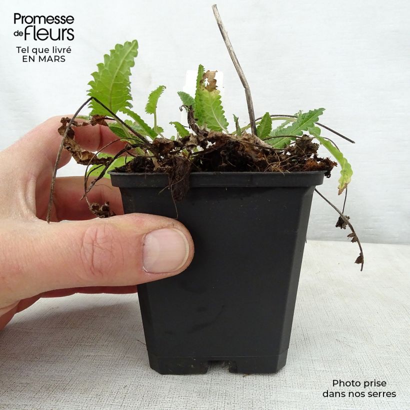 Spécimen de Stachys monieri Rosea - Epiaire Godet de 9cm tel que livré au printemps