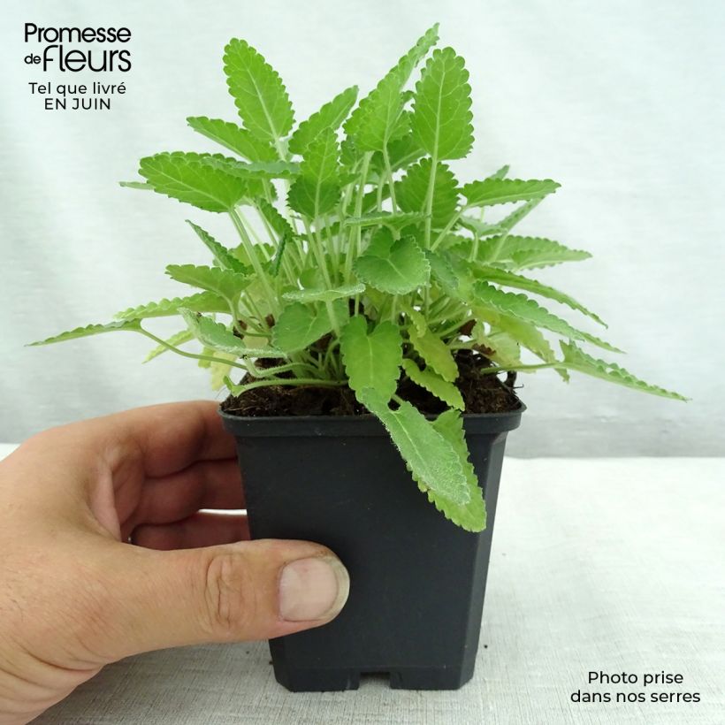 Spécimen de Stachys monieri Rosea - Epiaire Godet de 8/9 cm tel que livré en été