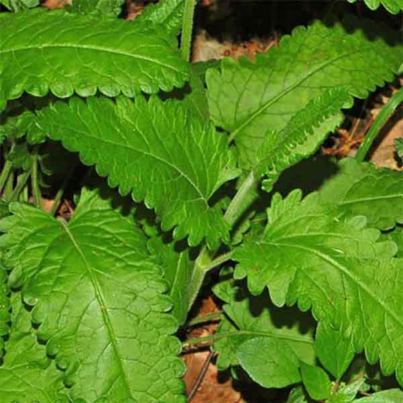 Stachys officinalis - Bétoine officinale (Feuillage)