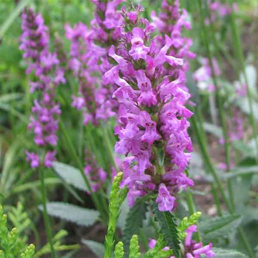 Stachys officinalis - Bétoine officinale (Floraison)