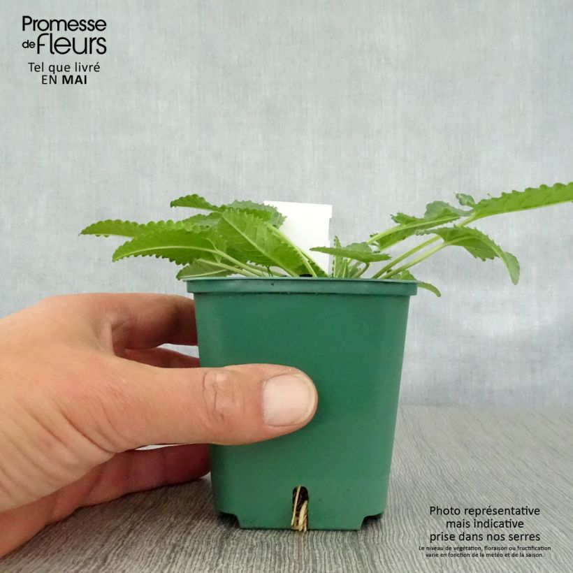 Spécimen de Stachys officinalis Alba - Bétoine officinale Godet de 9cm tel que livré au printemps
