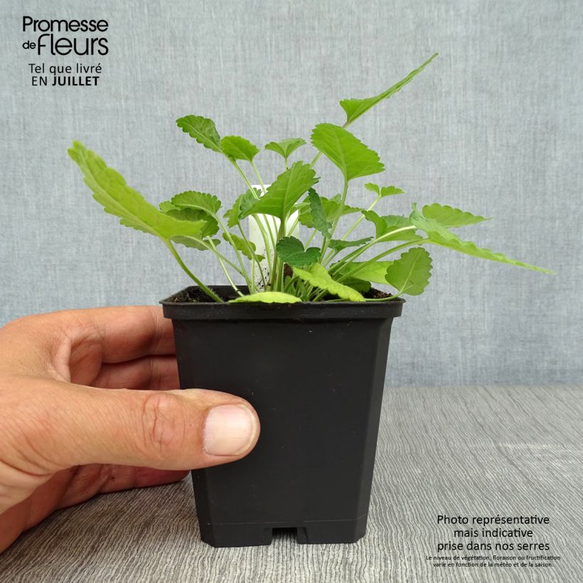 Spécimen de Stachys officinalis - Bétoine officinale Godet de 8/9 cm tel que livré en été