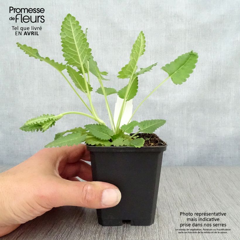 Spécimen de Stachys officinalis - Bétoine officinale Godet de 9cm tel que livré au printemps