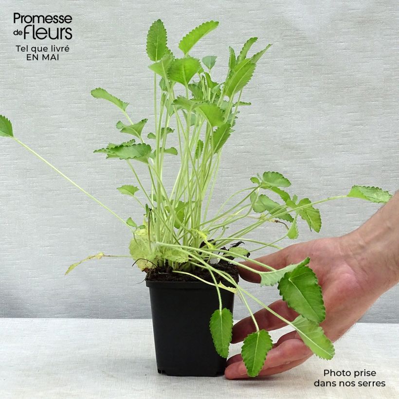 Spécimen de Stachys officinalis Pink Cotton Candy - Bétoine officinale Godet de 9cm tel que livré au printemps