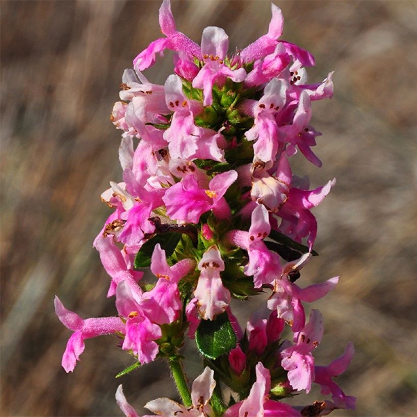 Stachys officinalis Pink Cotton Candy - Bétoine officinale (Floraison)