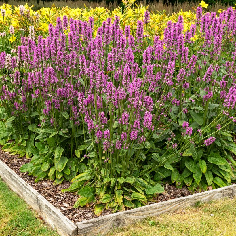 Stachys officinalis - Bétoine officinale (Port)