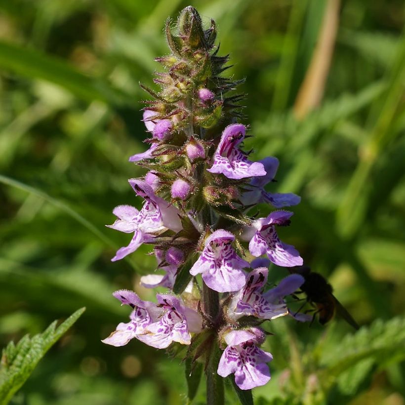 Epiaire des marais - Stachys palustris (Floraison)