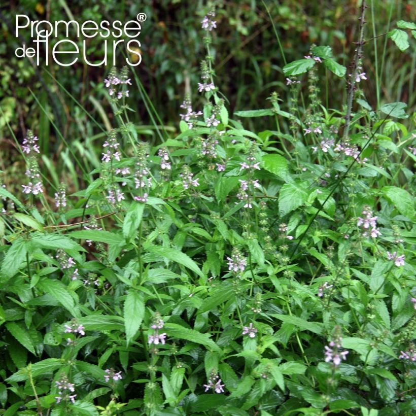 Epiaire des marais - Stachys palustris (Port)