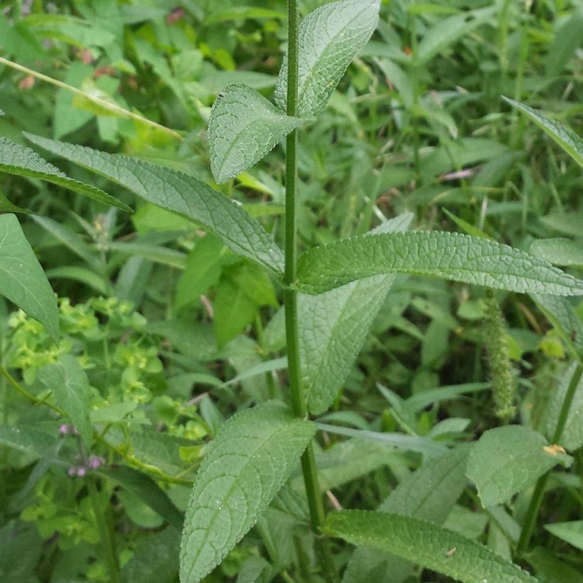 Epiaire des marais - Stachys palustris (Feuillage)