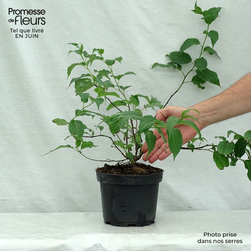 Spécimen de Stachyurus chinensis Celina Pot de 3L/4L tel que livré en été