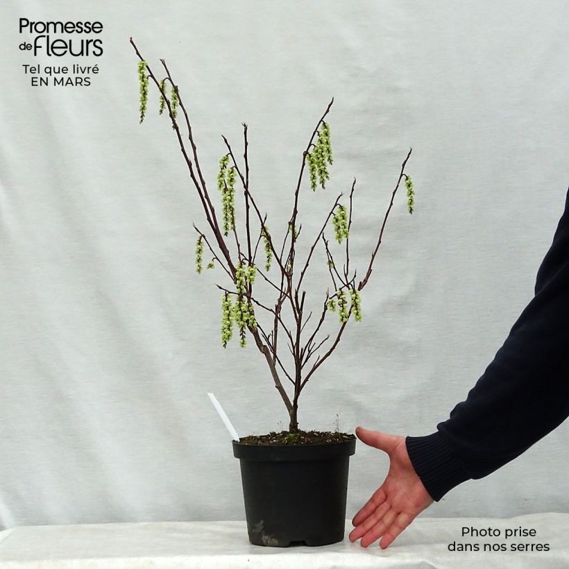 Spécimen de Stachyurus chinensis Celina en pot de 3/4L tel que livré au printemps