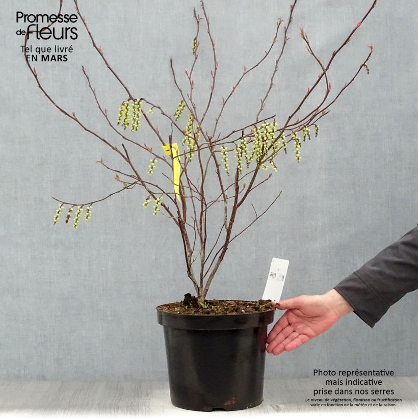 Spécimen de Stachyurus chinensis Celina en pot de 7,5L/10L tel que livré au printemps