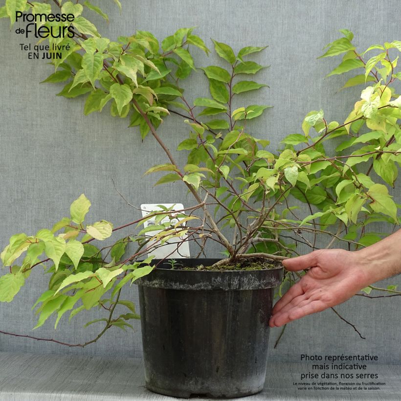 Spécimen de Stachyurus chinensis Joy Forever Pot de 7,5L/10L tel que livré en été