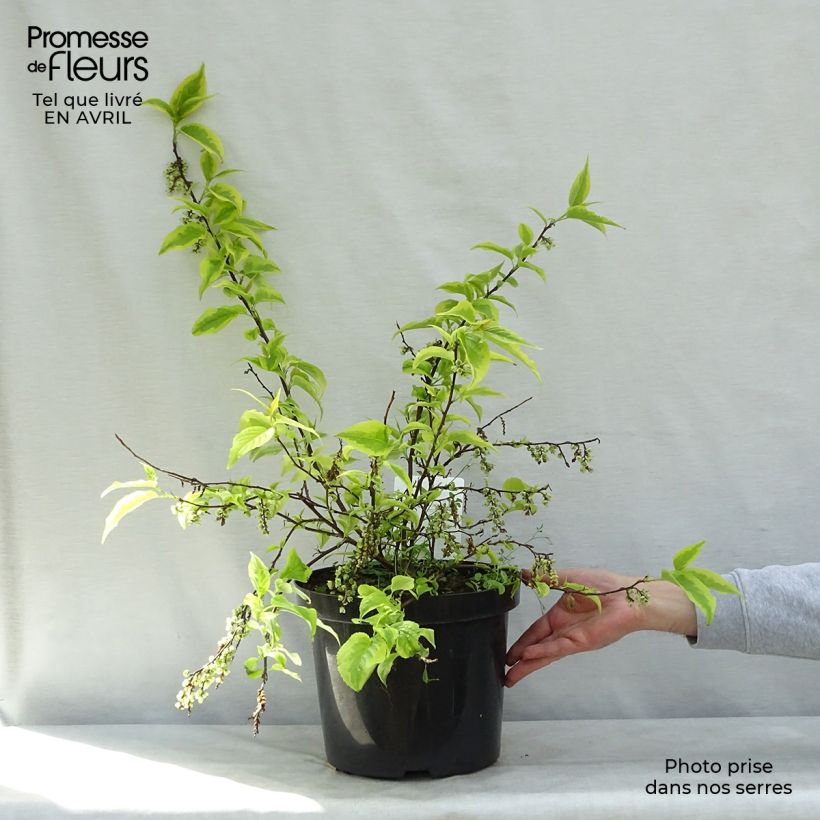 Spécimen de Stachyurus chinensis Joy Forever- Pot de 10L tel que livré au printemps