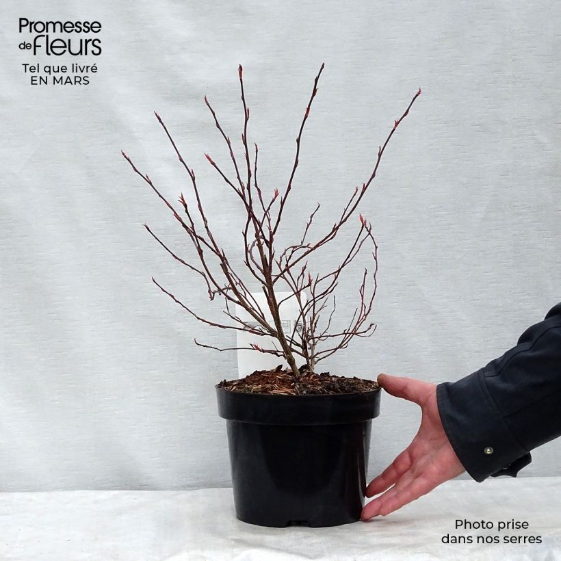 Spécimen de Stachyurus chinensis Joy Forever en pot de 2L/3L tel que livré au printemps