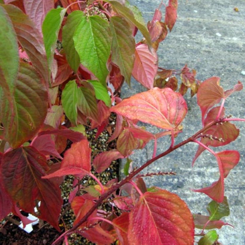 Stachyurus praecox (Feuillage)