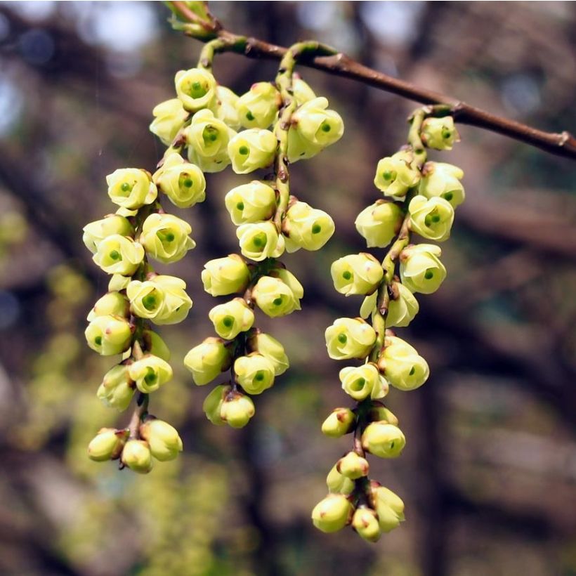 Stachyurus praecox (Floraison)