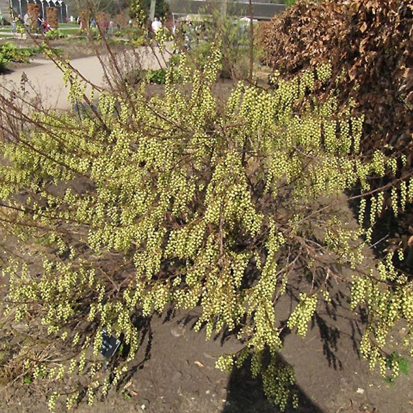 Stachyurus praecox (Port)