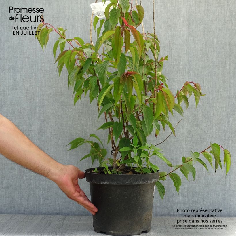 Spécimen de Stachyurus praecox Pot de 2L/3L tel que livré en été