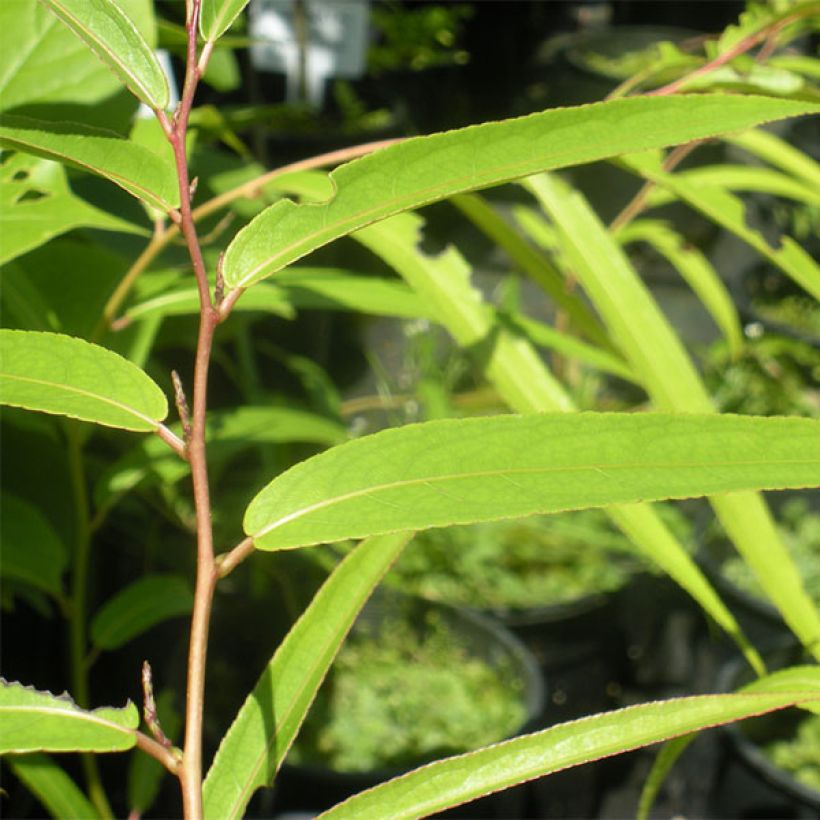 Stachyurus salicifolius (Feuillage)