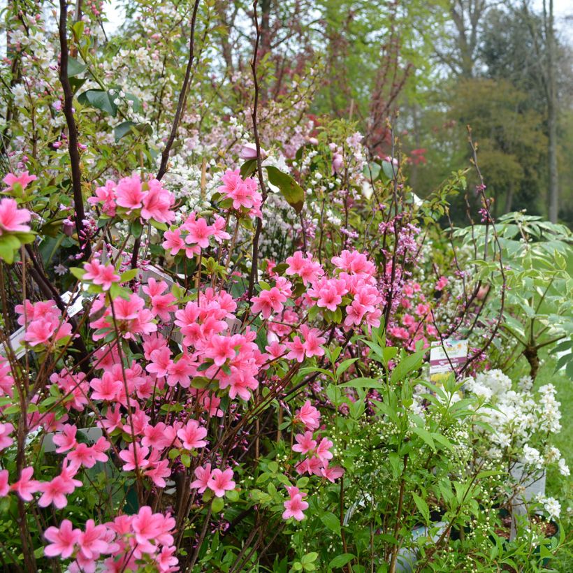 Azalée du Japon Sylvester - Rhododendron hybride (Port)