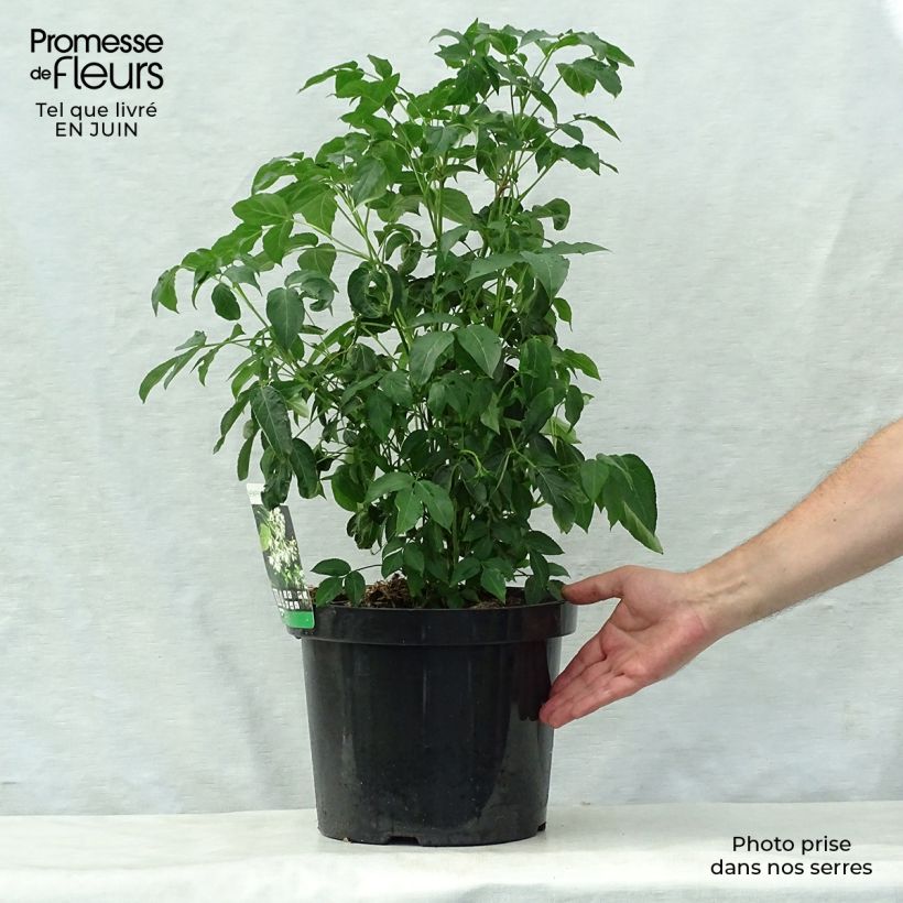 Spécimen de Staphylea colchica - Faux pistachier Pot de 7,5L/10L tel que livré en été