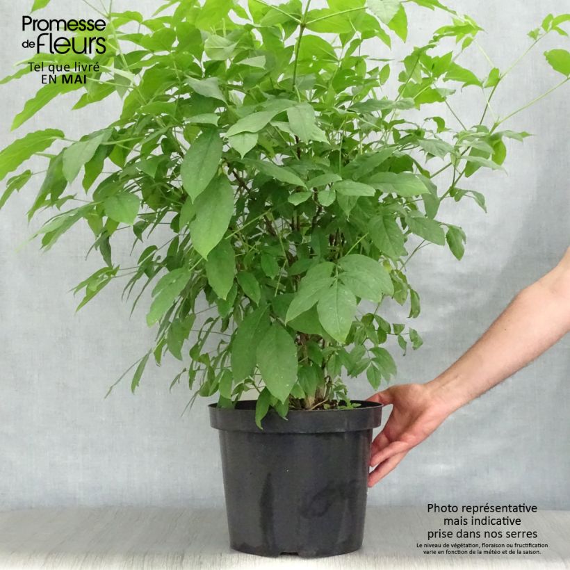 Spécimen de Staphylea colchica - Faux pistachier Pot de 7,5L/10LHauteur livrée env. 100+cm tel que livré au printemps