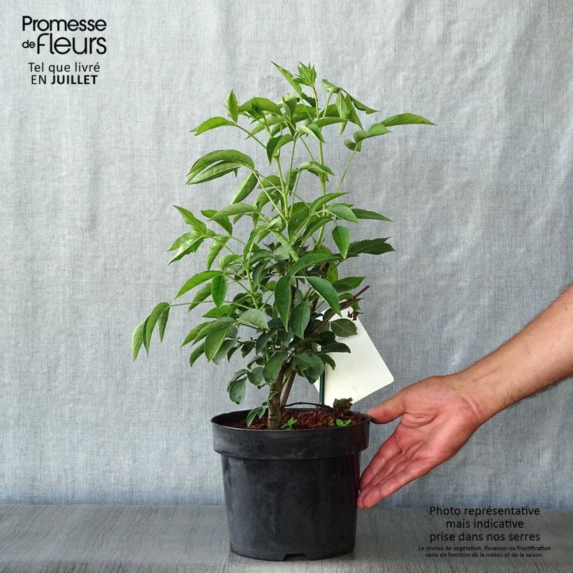 Spécimen de Staphylea colchica - Faux pistachier Pot de 3L/4L tel que livré en été