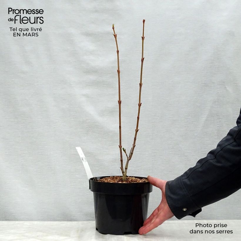 Spécimen de Staphylea colchica - Faux pistachier Pot de 3L/4LHauteur livrée env. 60/70cm tel que livré au printemps