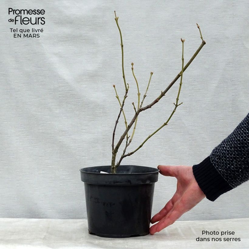 Spécimen de Staphylea pinnata - Faux pistachier tel que livré au printemps
