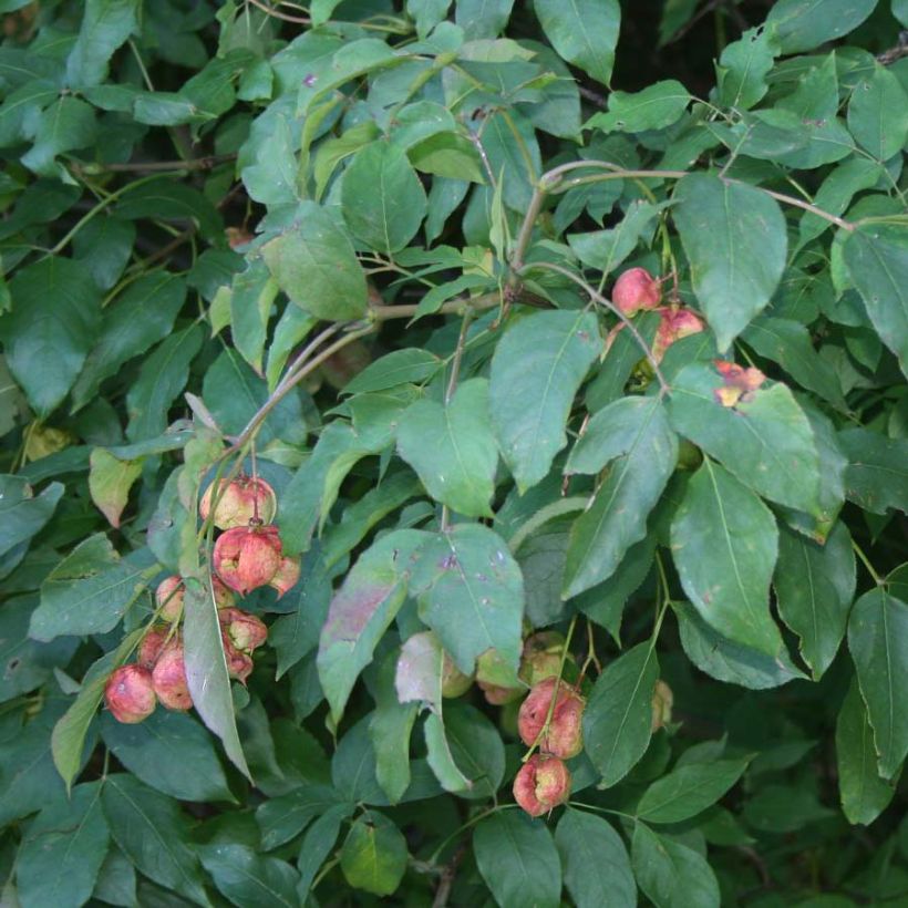 Staphylea pinnata - Faux pistachier (Feuillage)